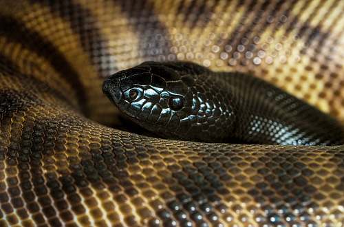 reptile close-up photography of brown snake snake
