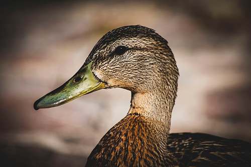 bird close-up photography of duck waterfowl