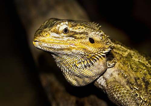 lizard close-up photography of green iguana reptile