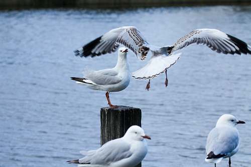 bird close-up photography of gull birds seagull