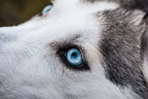 pet close-up photography of Siberian husky dog