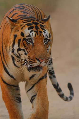 mammal close-up photography of tiger tiger