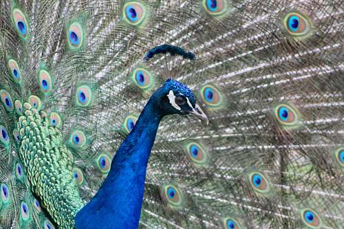 bird closeup photo of blue peacock peacock