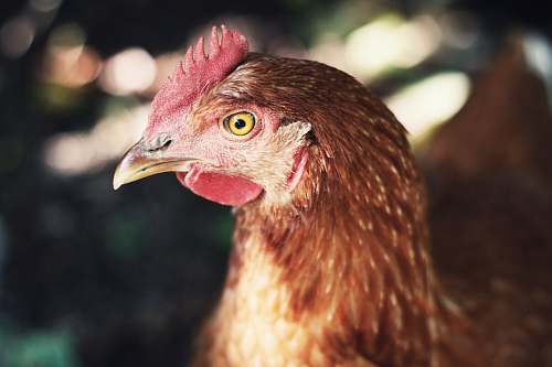 poultry closeup photo of brown hen chicken