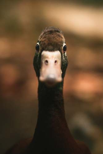 bird closeup photo of duck face duck