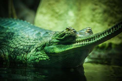 crocodile closeup photo of green and gray alligator in body of water reptile