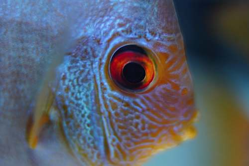 fish closeup photo of orange and white fish angelfish