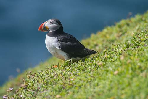 bird closeup photography of Atlantic puffin sitting on green grass puffin