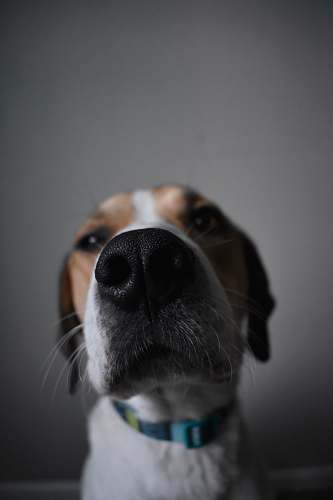 dog closeup photography of brown and white dog pet