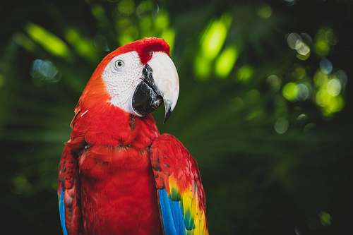 bird closeup photography of scarlet macaw parrot