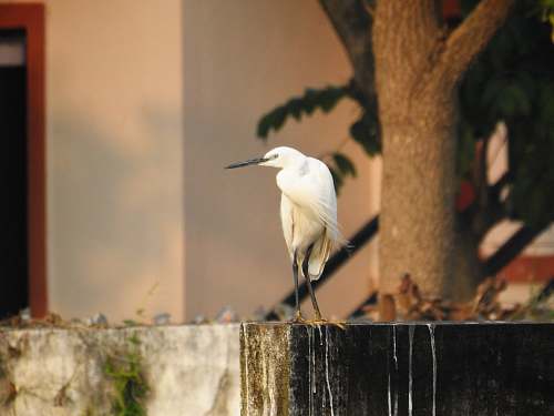 bird closeup photography of white bird waterfowl