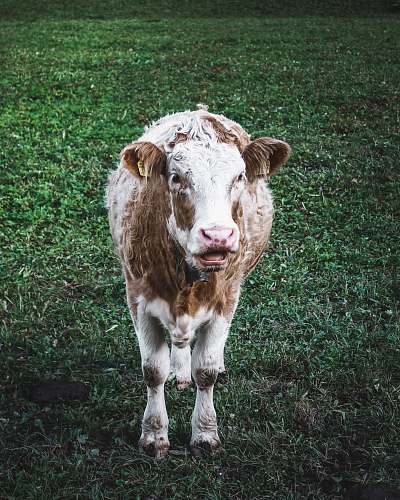 cattle cow on green grass cow