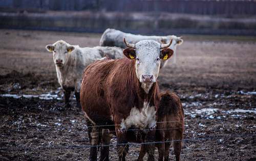 cow cows on field cattle
