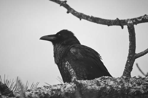 bird crow photography black-and-white