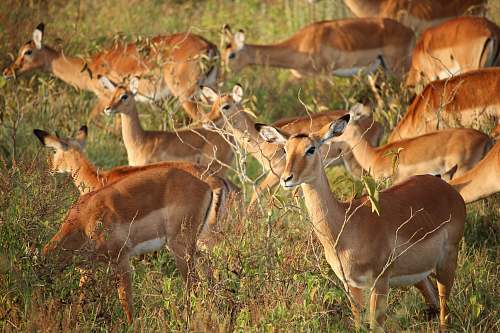 antelope deer eating grass during daytime gazelle