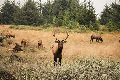 deer deer lot near trees elk