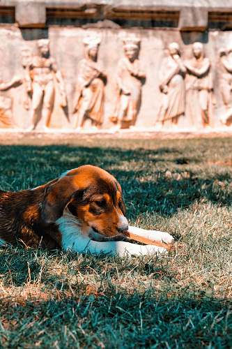 dog dog lies near building pet