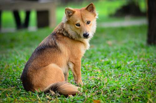 dog dog sitting on green grass pet