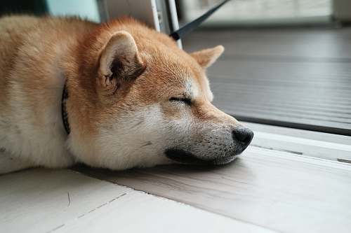 pet dog sleeping on floor dog