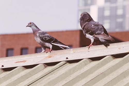 bird doves on roof pigeon