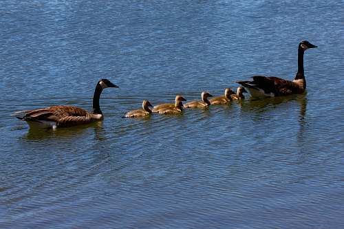 bird ducks on water goose