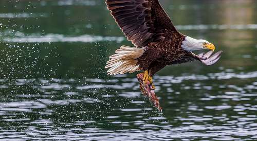 bird eagle fetching fish eagle