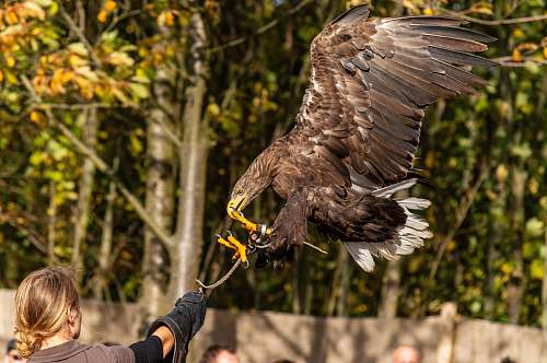 bird eagle flying near woman human
