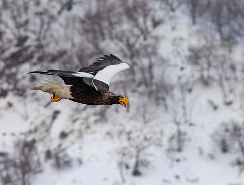 bird eagle on flight eagle