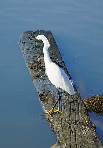 bird egret perched on nearby body of water ardeidae