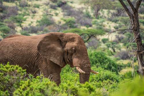 wildlife elephant standing on trees elephant