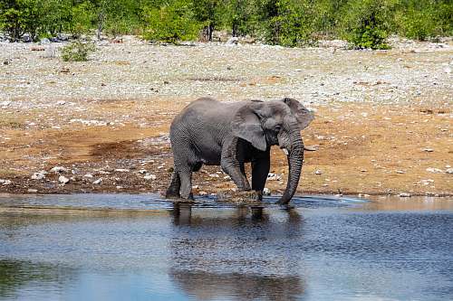 mammal elephant walking on lake during daytime elephant