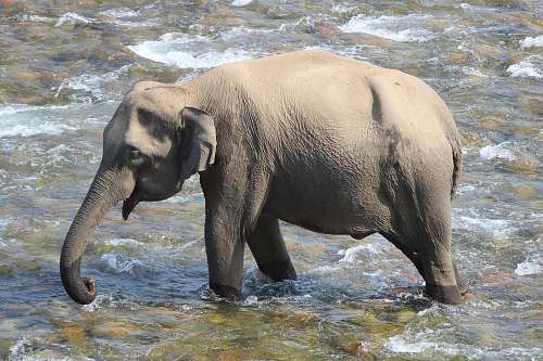 mammal elephant walking on lake elephant