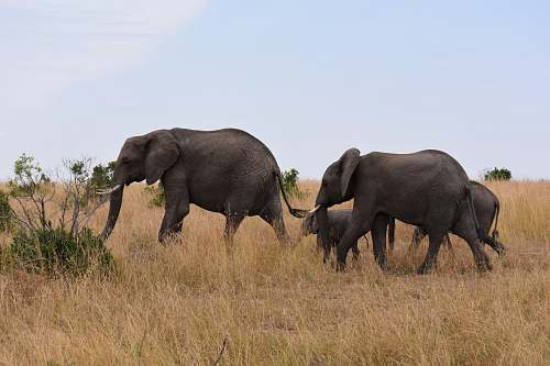 elephant family of elephant on safari mammal