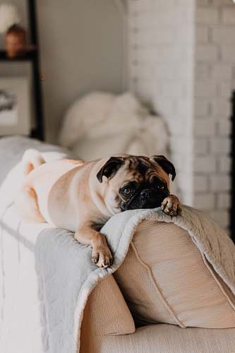dog fawn pug lying on gray blanket pet