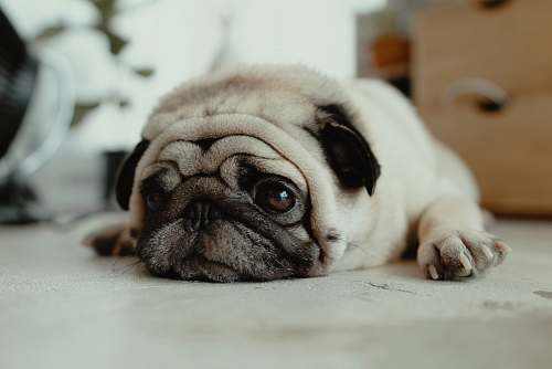 dog fawn pug puppy laying on ground pug