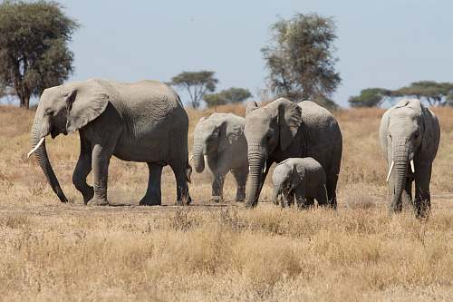 mammal five gray elephants and calf in grass during daytime elephant