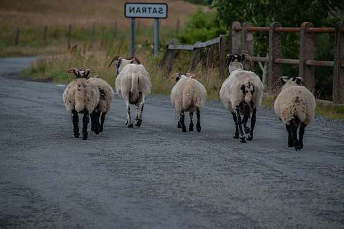 mammal five sheep on road during daytime sheep