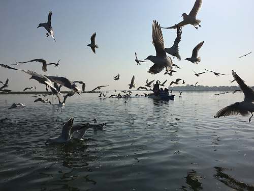 bird flight of birds flock