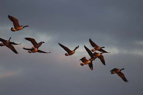 bird flight of brow birds flying