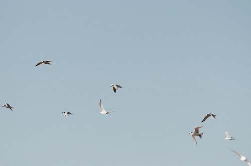 bird flock of birds flying flying