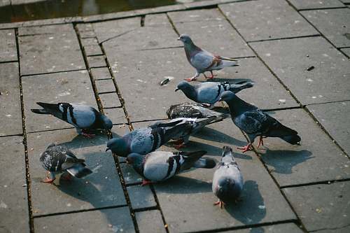 bird flock of dove eating on floor at daytime pigeon