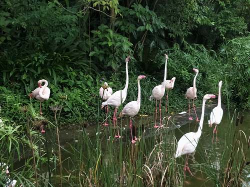 bird flock of flamingo on the body of water flock
