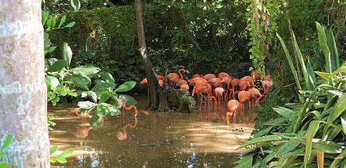 flock flock of flamingos on body of water zoo