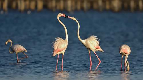 bird flock of pink flamingos at the body of water flamingo