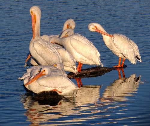 bird flock of seagulls stork