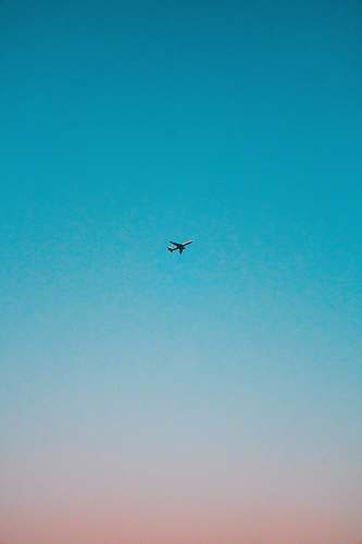 bird flying airplane under blue sky flying