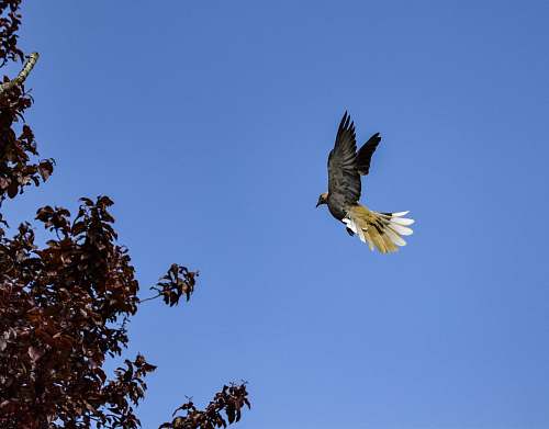 bird flying bird eagle