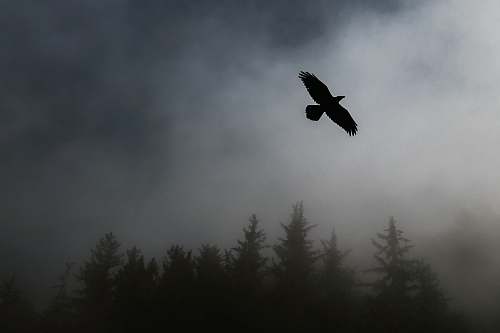 bird flying bird near trees flying
