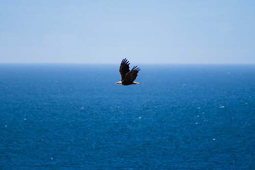 bird flying bird under blue sky at daytime flying