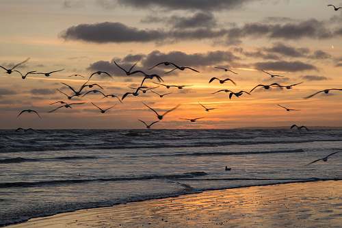 flock flying birds under body of water ocean